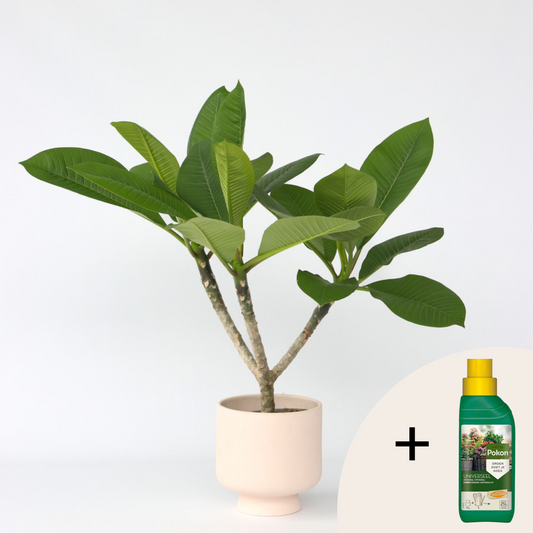 Florastore Hawaiiansk Frangipani + Växtmat - Plumeria Rubra - Höjd 45-55Cm - ⌀17Cm