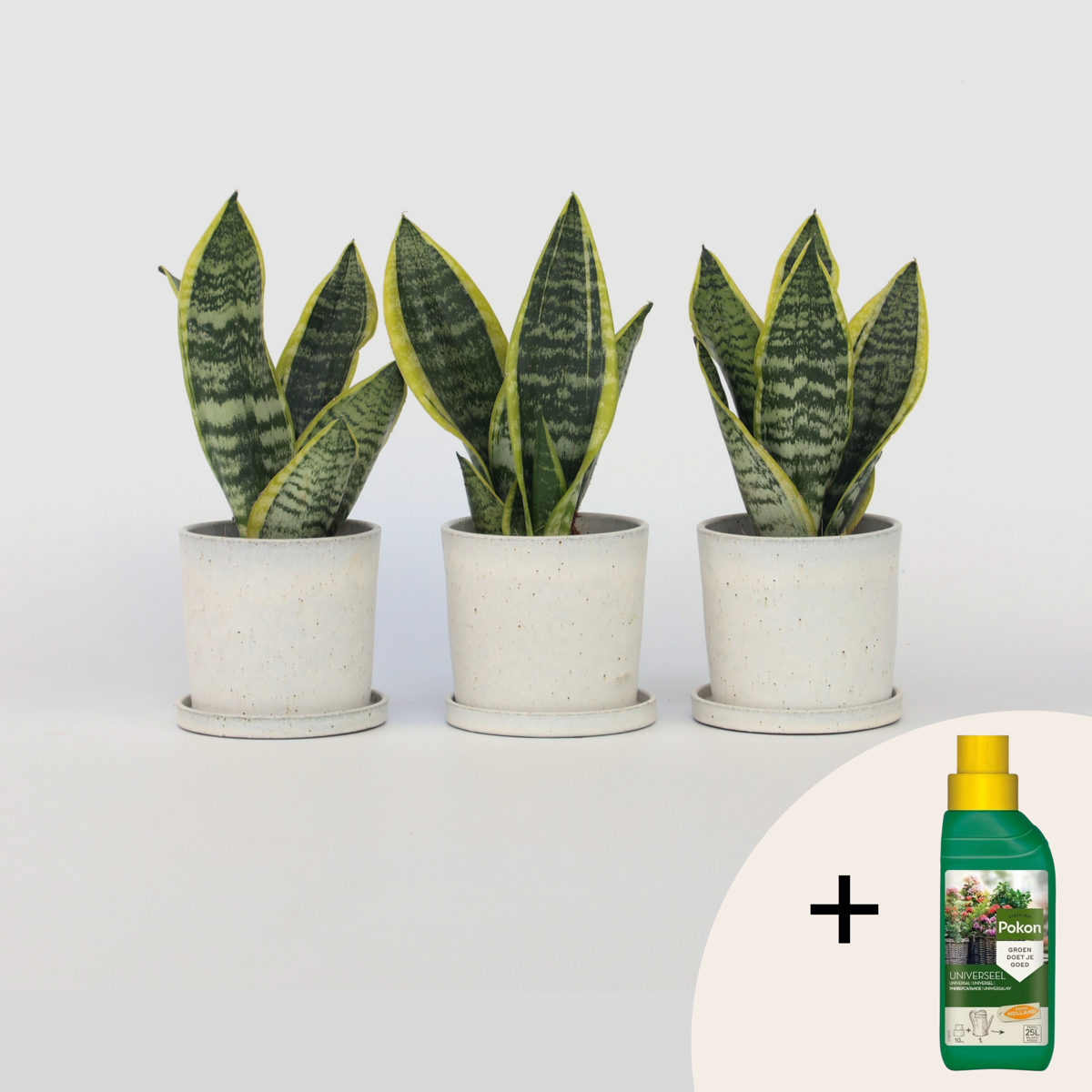 Florastore Svärmorstunga - Set Om 3 - Sansevieria Trifasciata - Höjd 35-40Cm - ⌀12Cm