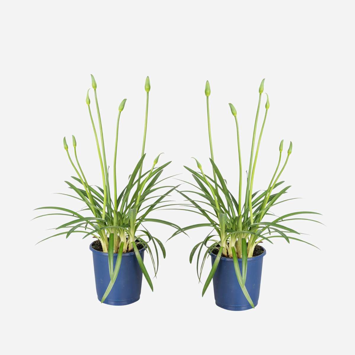 Florastore Afrikas Blå Lilja - Set Om 2 - Agapanthus 'Superb Blue' - Höjd 30-45Cm - ⌀14Cm