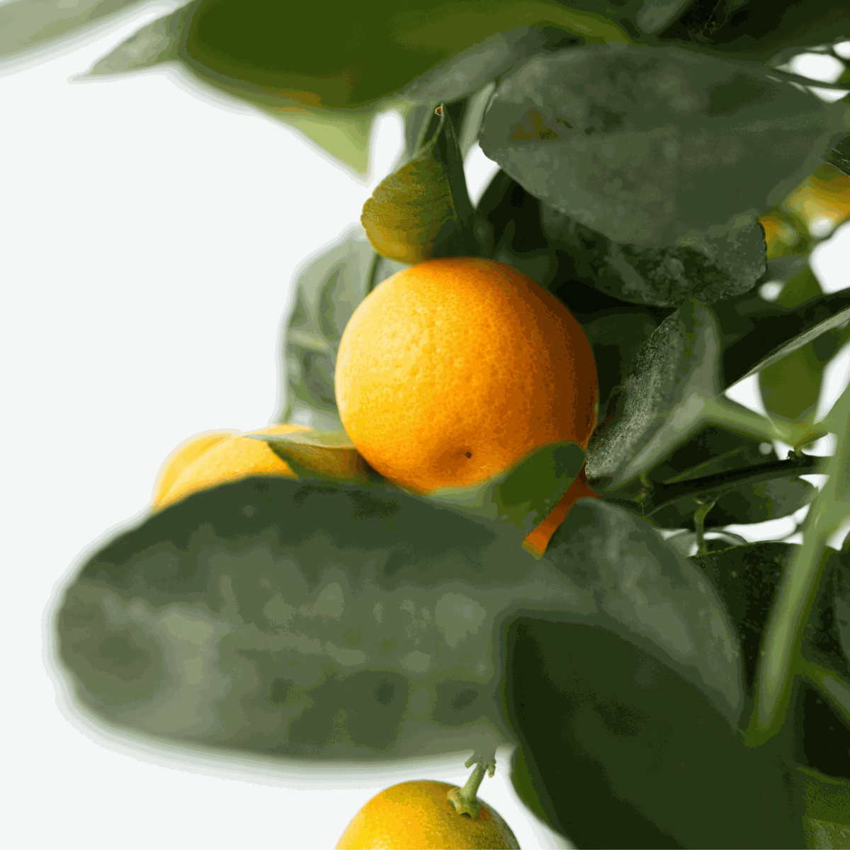 Fruit Trees Apelsinträd - Set Om 3 - Citrus Mitis Calamondin - Höjd 25-40Cm - ⌀9Cm