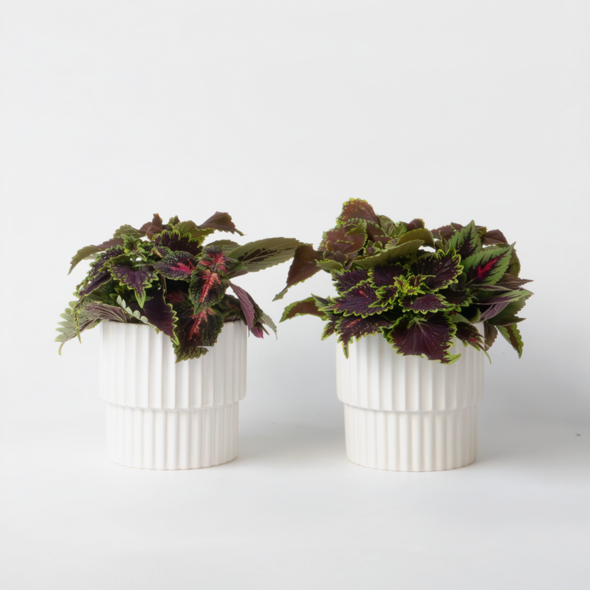 Florastore Nässlor - Set Om 2 - Coleus Scutellarioides - Höjd 25-35Cm - ⌀17Cm