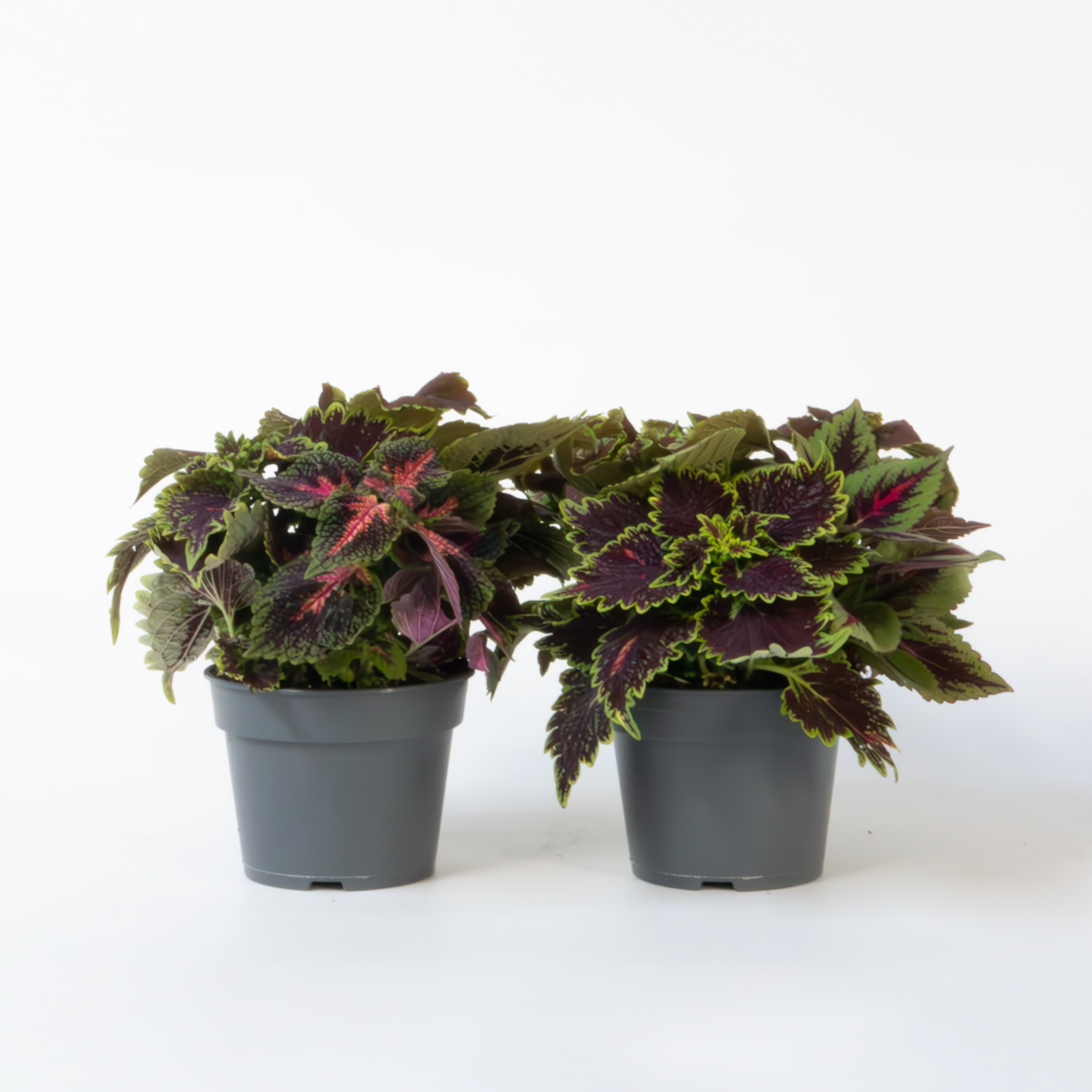 Other Green Houseplants Nässlor - Set Om 2 - Coleus Scutellarioides - Höjd 25-35Cm - ⌀17Cm