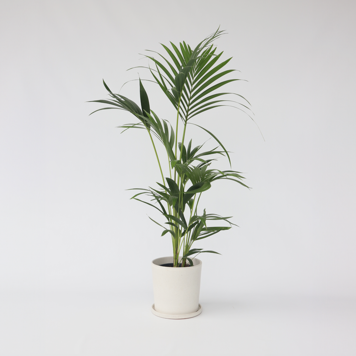 Florastore Förmakspalm - Howea Forsteriana - Höjd 90-100Cm - ⌀18Cm