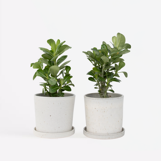 Florastore Ökenros - Set Om 2 - Adenium Obesum - Höjd 25-40Cm - ⌀10,5Cm