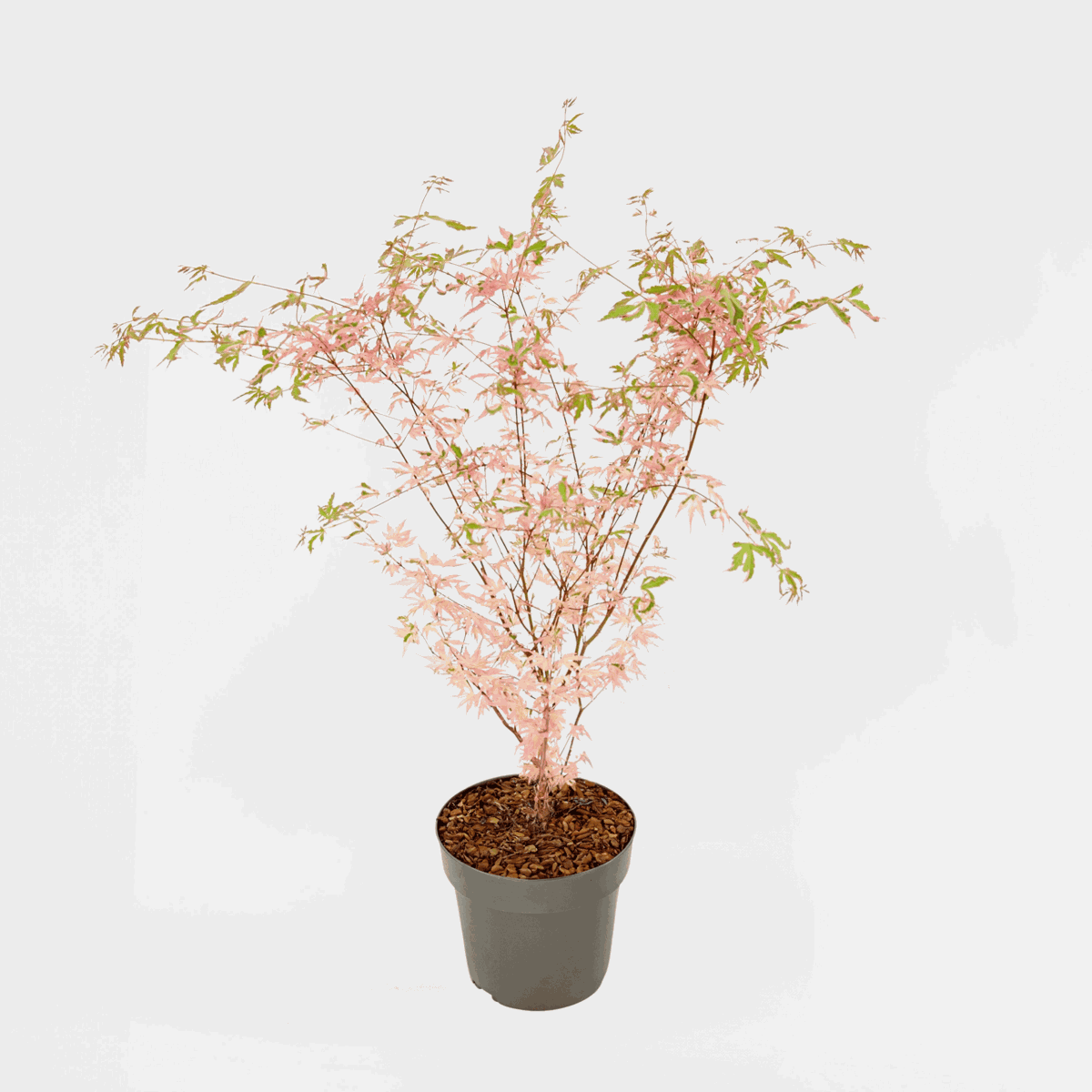 Florastore Japansk Lönn - Acer Palmatum 'Taylor' - Höjd 50-60Cm - ⌀19Cm