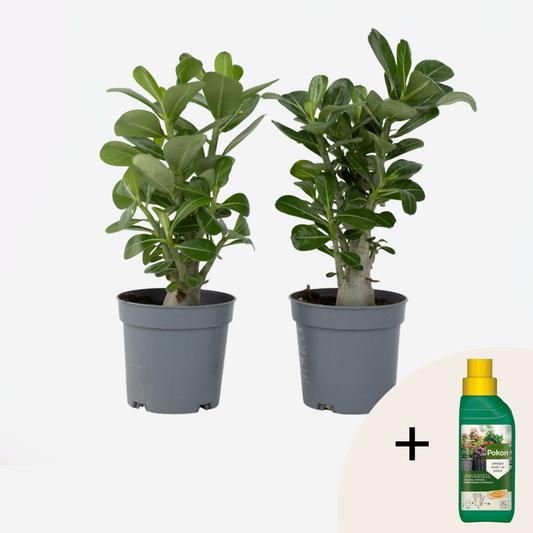 Florastore Ökenros - Set Om 2 - Adenium Obesum - Höjd 25-40Cm - ⌀10,5Cm