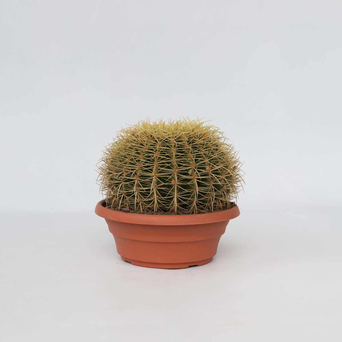 Cactus Ringkaktus - Echinocactus Grusonii - Höjd 25-35Cm - ⌀25Cm