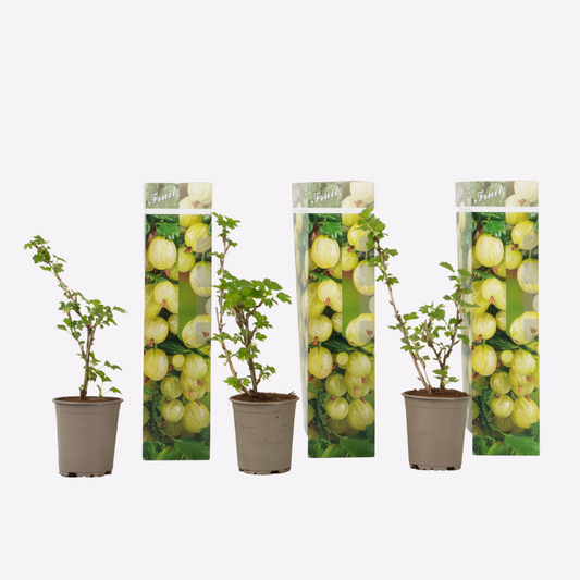 Florastore Krusbär - Set Om 3 - Ribes Uva- Crispa - Höjd 25-40Cm - ⌀9Cm