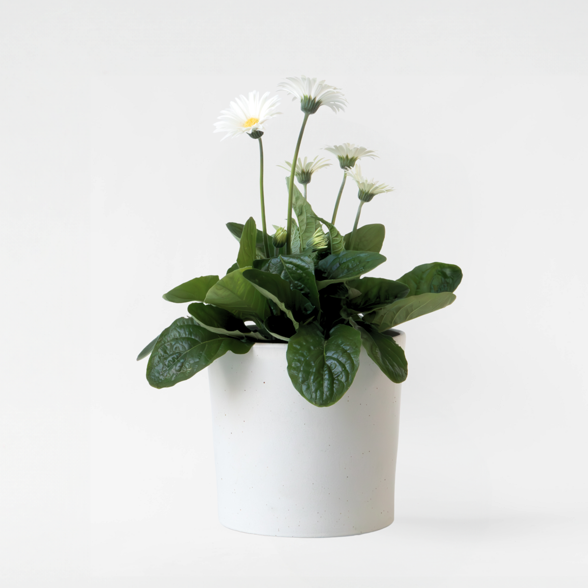 Florastore Gerbera Garvinea - Vit - Höjd 45-60Cm - ⌀19Cm