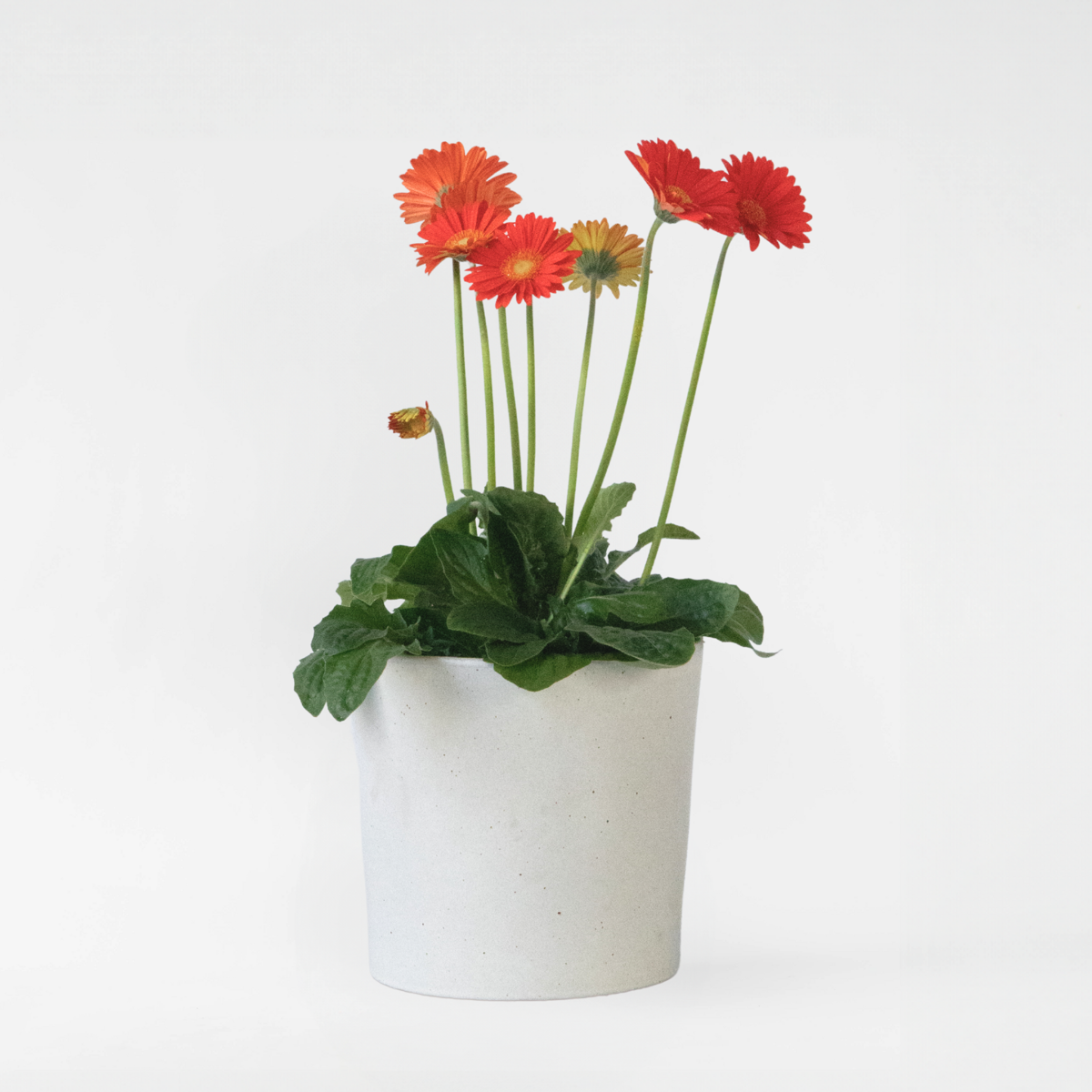 Florastore Gerbera Garvinea - Orange - Höjd 45-60Cm - ⌀19Cm