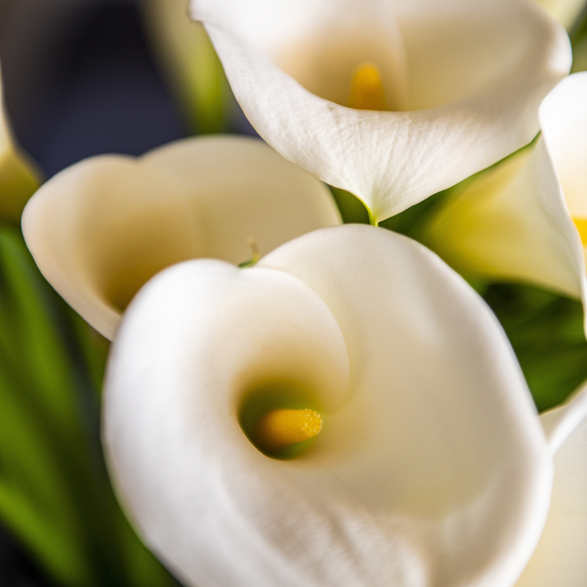 Other Garden Plants Calla 'Ruby' - Kallaväxt - Vit - Höjd 30-40Cm - ⌀12Cm