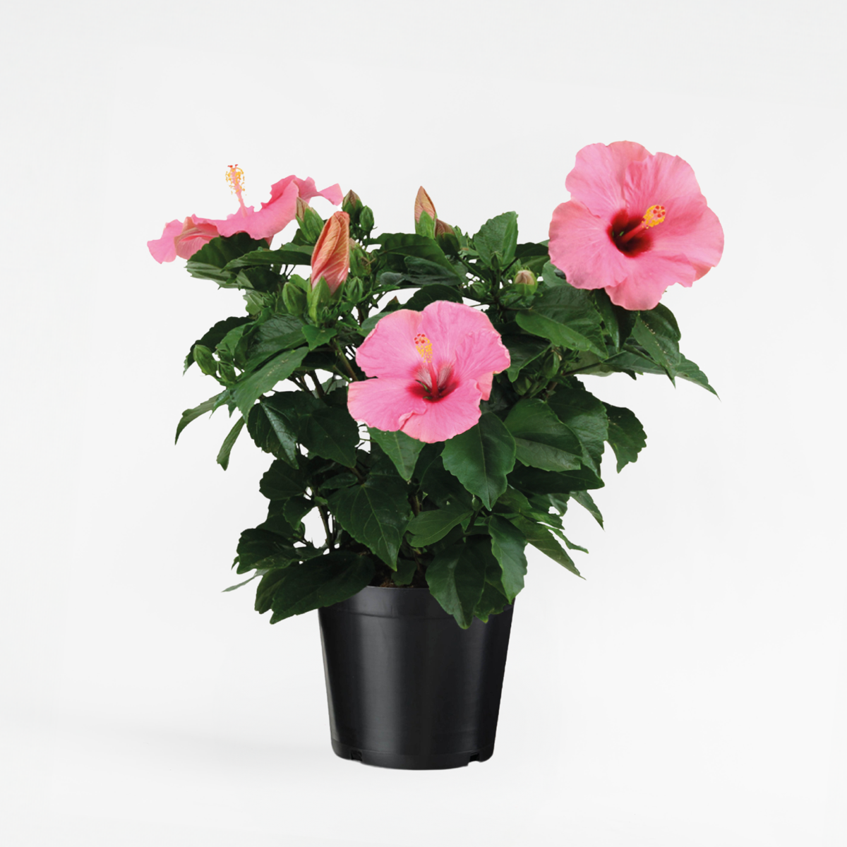 Blooming Houseplants Kinesisk Ros - Hibiscus Rosa-Sinensis - Rosa - Höjd 40-50Cm - ⌀17Cm