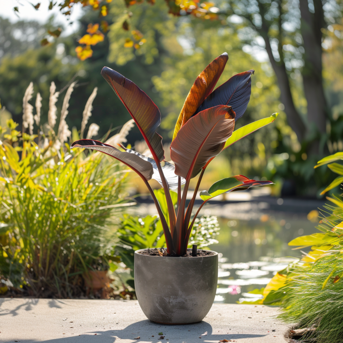Blooming Houseplants Röd Bananplanta - Musa Sikkimensis Ever Red - Höjd 55-70Cm - ⌀21Cm