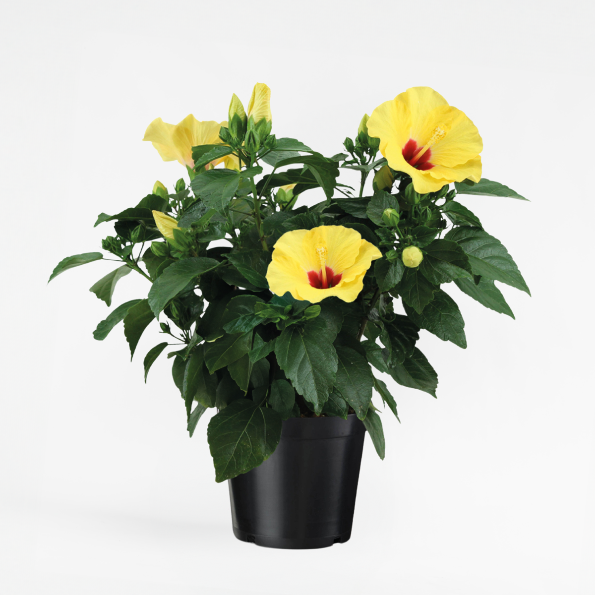 Blooming Houseplants Gul Kinesisk Hibiskus - Hibiscus Rosa-Sinensis - Höjd 40-50Cm - Ø17Cm