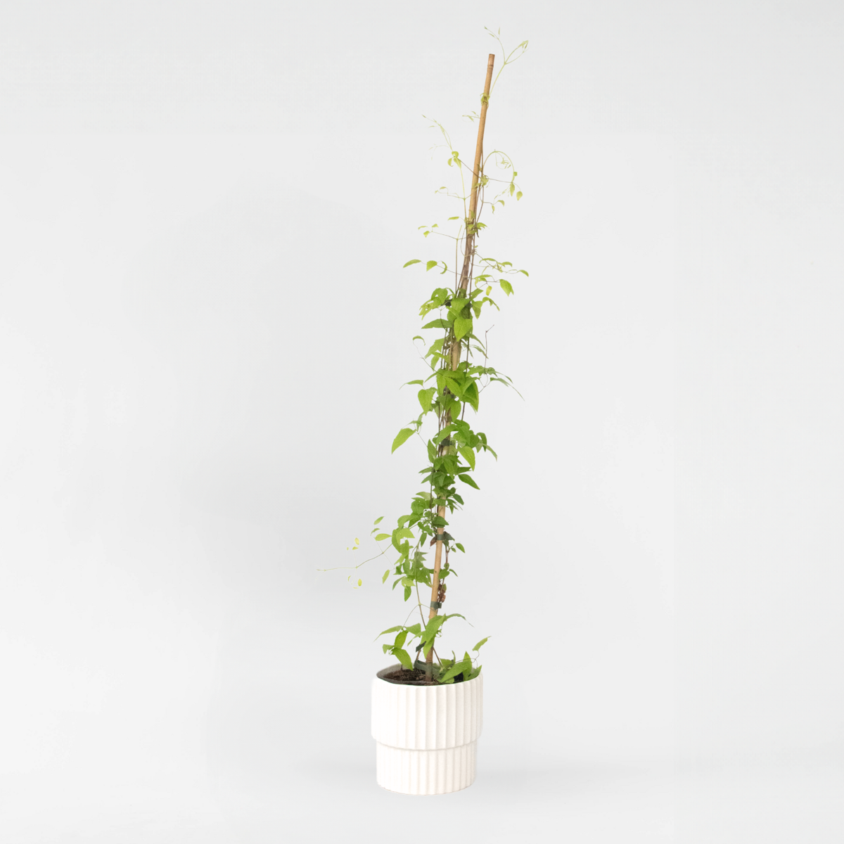 Florastore Klematis - Clematis 'The President' - Höjd 100-120Cm - ⌀17Cm