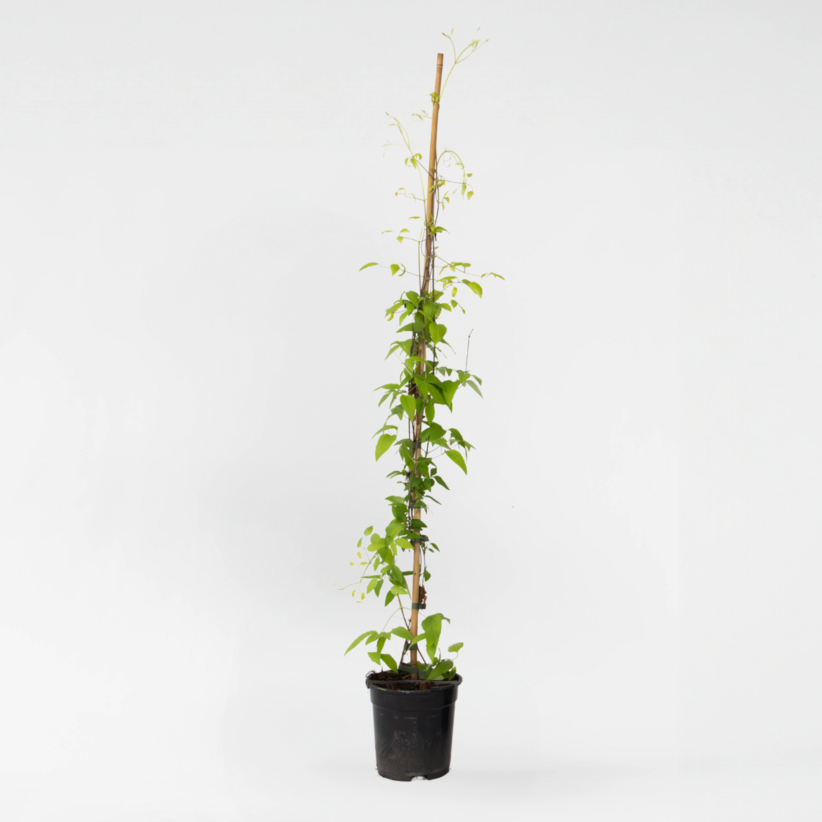 Climbers Klematis - Clematis 'Hagley Hybrid' - Höjd 100-120Cm - ⌀17Cm