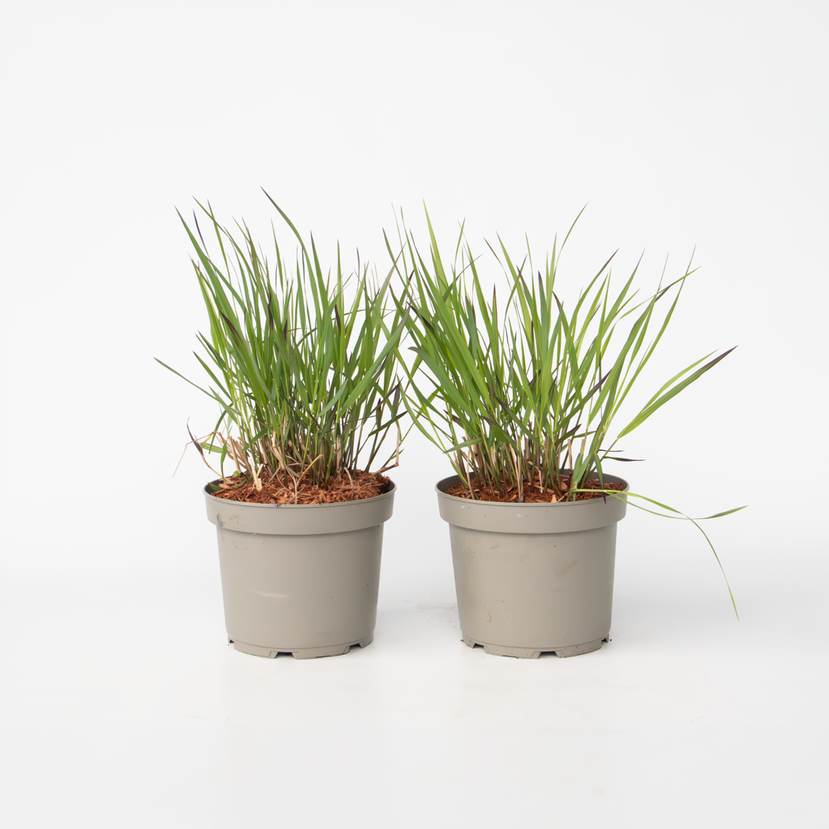 Ornamental Grasses Fingergräs - 2 St - Panicum Virgatum 'Squaw' - Höjd 40-60Cm - ⌀23Cm