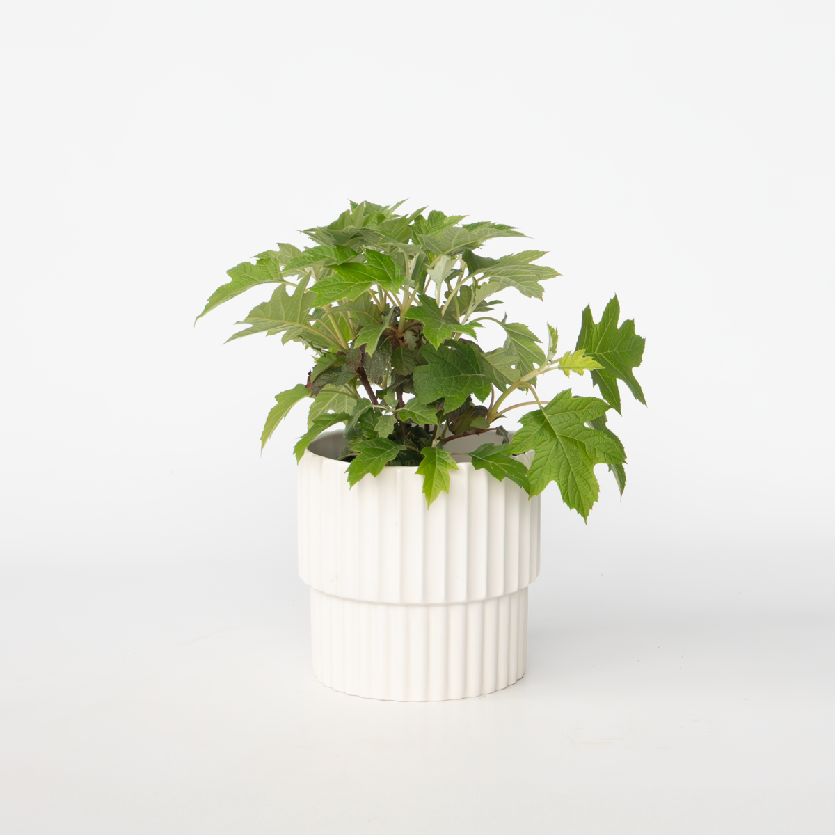 Florastore Hortensia - Hydrangea Paniculata 'Toy Soldier' - Höjd 25-40Cm - ⌀19Cm