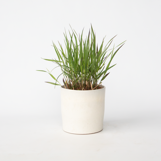 Florastore Fingergräs - Panicum Virgatum 'Squaw' - Höjd 40-60Cm - ⌀23Cm