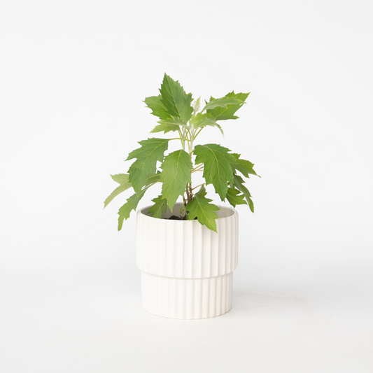 Florastore Hortensia - Hydrangea Paniculata 'Ice Crystal' - Höjd 25-40Cm - ⌀19Cm