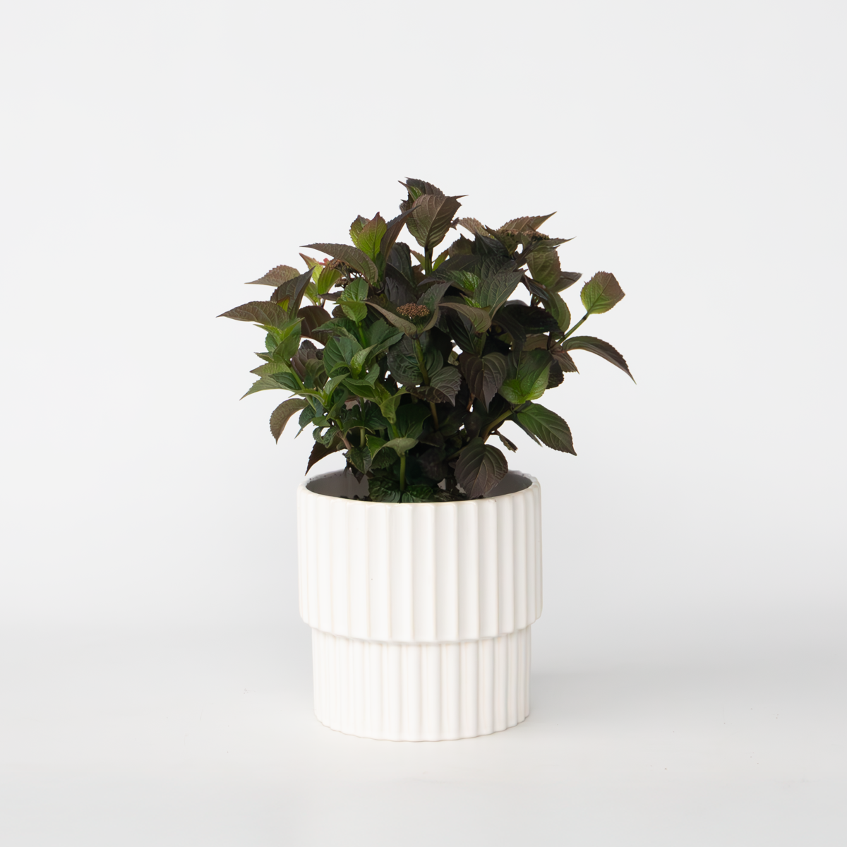 Florastore Hortensia - Hydrangea Paniculata 'Dare Devil' - Höjd 25-40Cm - ⌀19Cm
