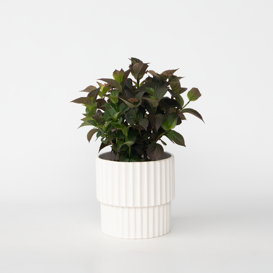 Florastore Hortensia - Hydrangea Paniculata 'Dare Devil' - Höjd 25-40Cm - ⌀19Cm