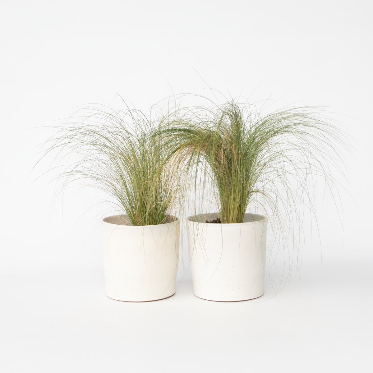 Florastore Fjädergräs - 2 St - Pennisetum 'Stipa' - Höjd 40-60Cm - ⌀23Cm