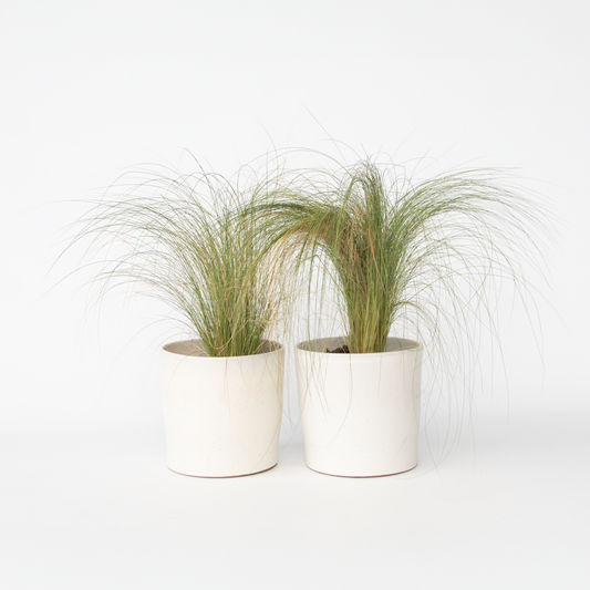 Florastore Fjädergräs - 2 St - Pennisetum 'Stipa' - Höjd 40-60Cm - ⌀23Cm