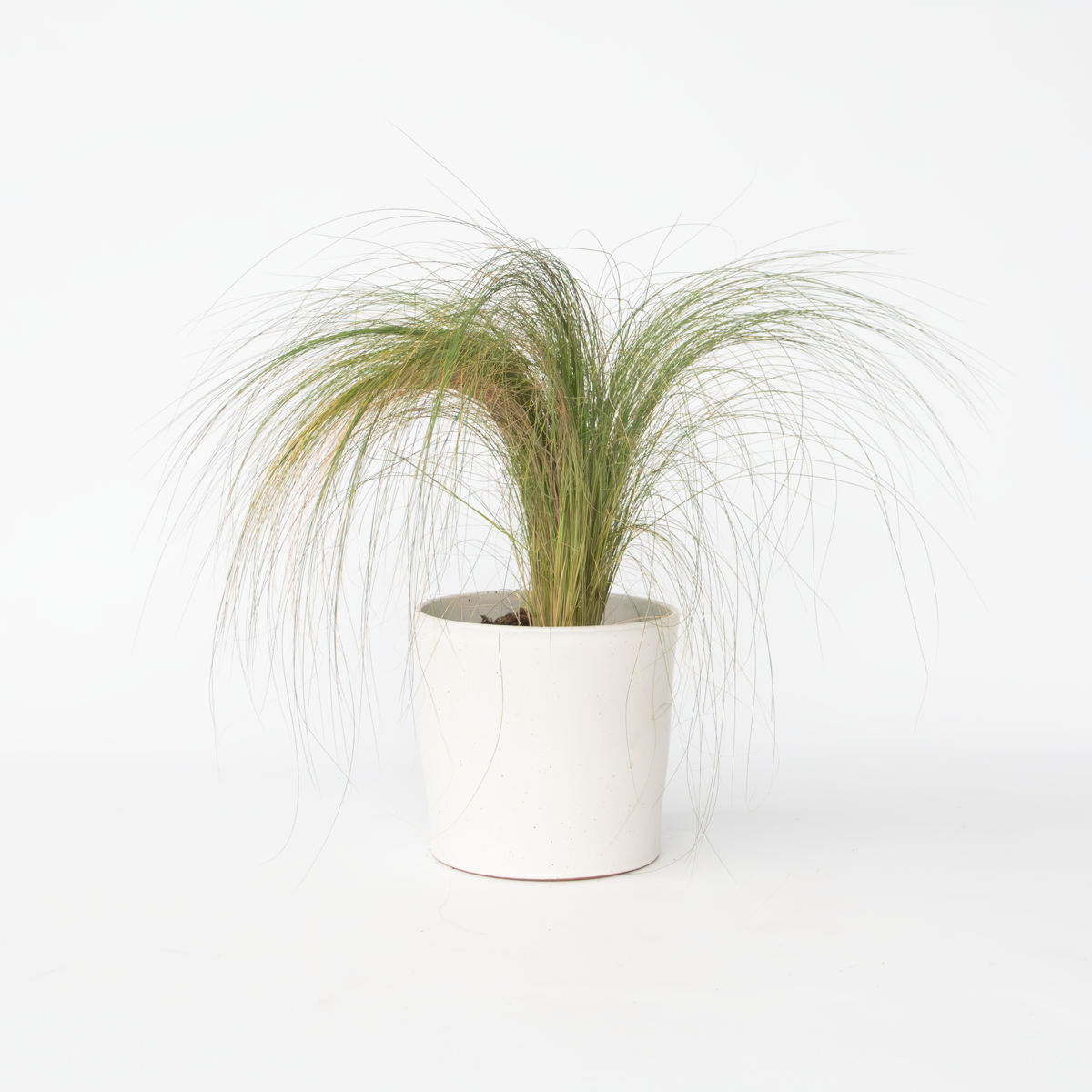 Florastore Fjädergräs - Pennisetum 'Stipa' - Höjd 40-60Cm - ⌀23Cm