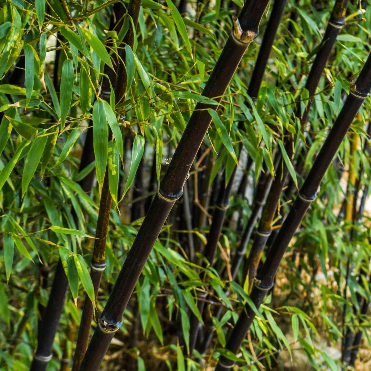 Bamboo Shrubs Bambu - Set Om 3 - Fargesia Nitida 'Black Dragon' - Höjd 25-40Cm - ⌀14Cm