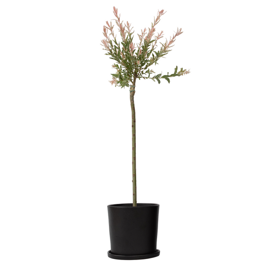 Florastore Japansk Dvärgpil - Salix Integra 'Flamingo' - Höjd 90-110Cm - Kruka 19Cm