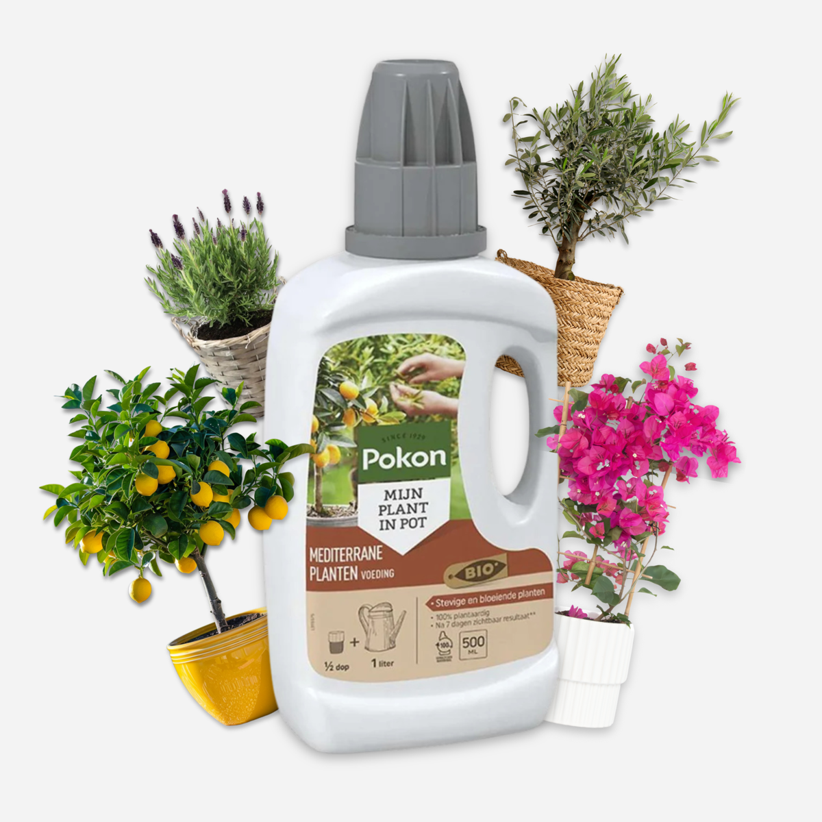 Plant Food Pokon - Flytande Gödselmedel För Medelhavsväxter - 500 Ml