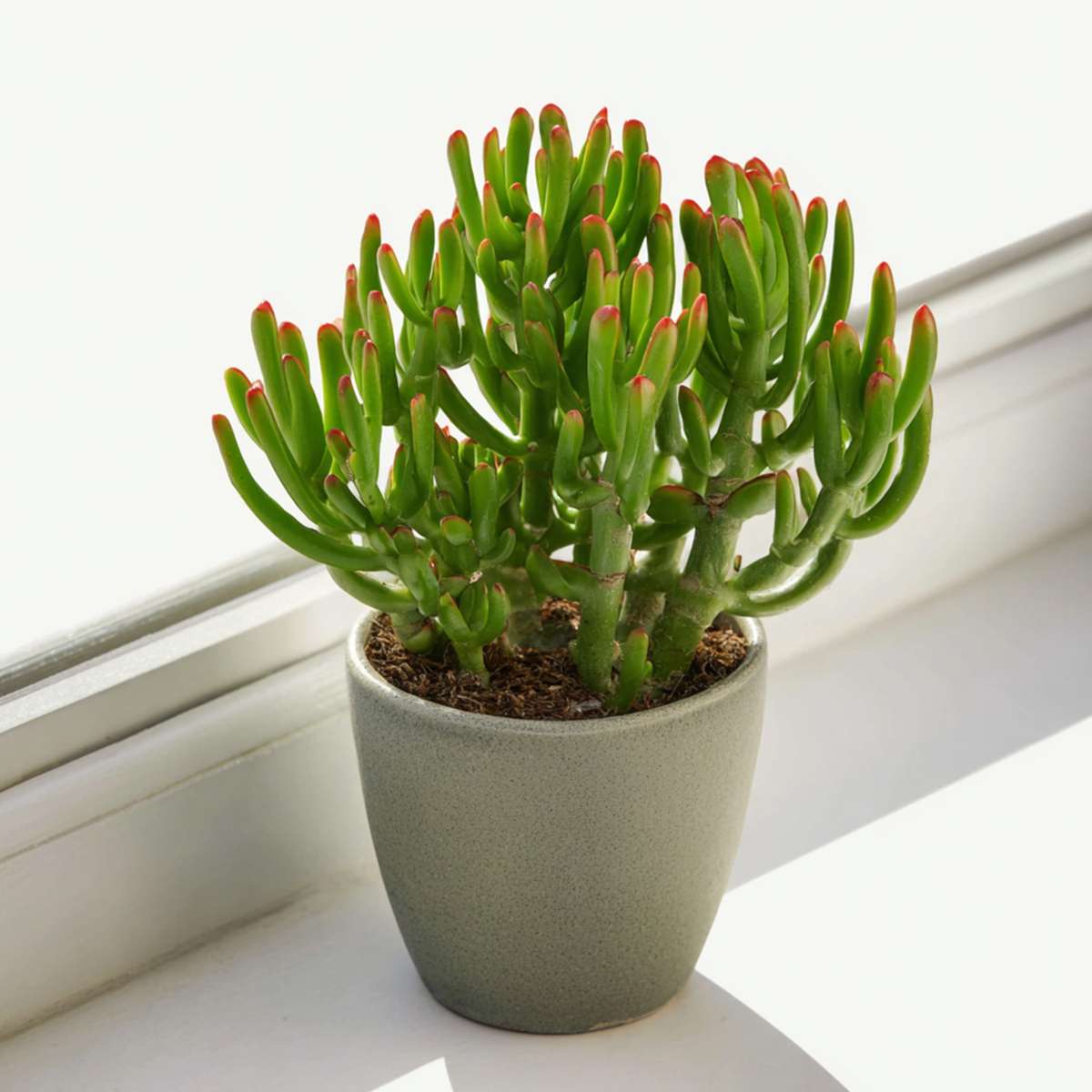 Succulents Paradisträd - Crassula Ovata 'Gollum' - Höjd 15-25 Cm - Kruka 12 Cm