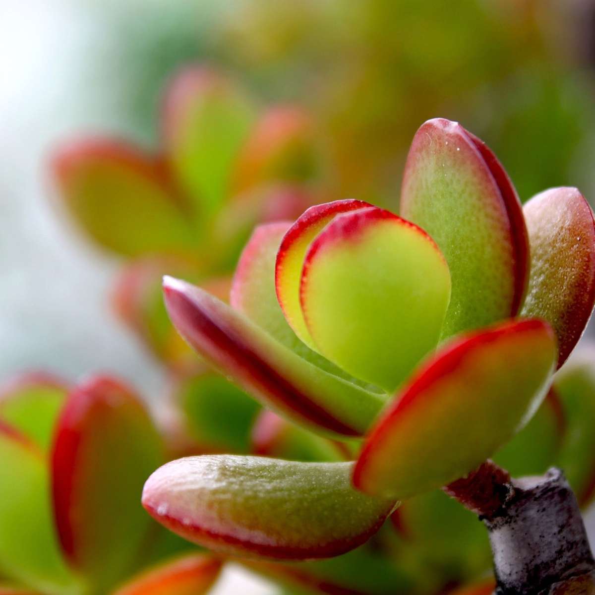Succulents Paradisträd - 2-Pack - Crassula Ovata 'Sunset' - Höjd 15-20Cm - ⌀12Cm