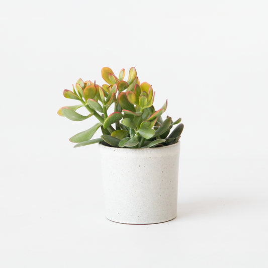 Florastore Paradisträd - Crassula Ovata 'Sunset' - Höjd 15-20Cm - ⌀12Cm