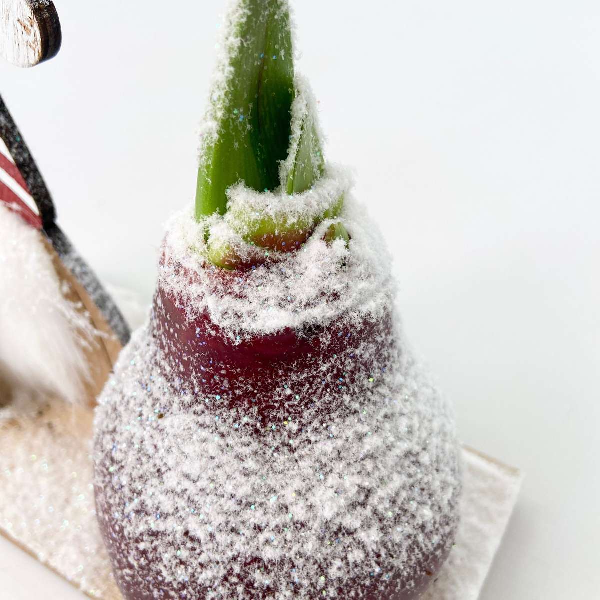 Amaryllis - Hippeastrum 'Vinterunderland Nisse'