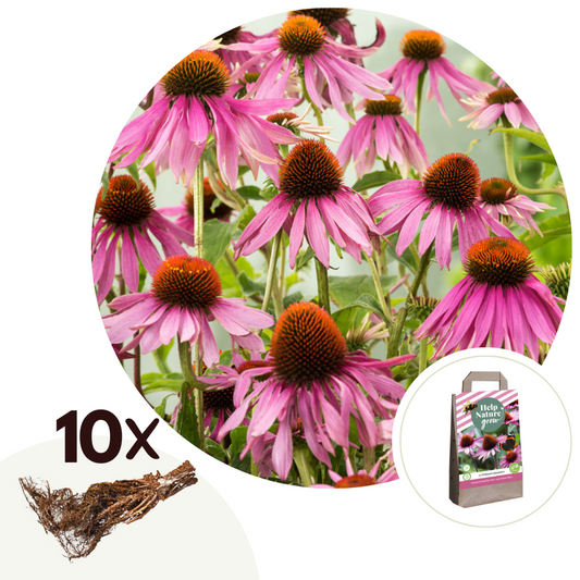 Florastore Purpurfärgad Solhatt - Set Om 10 - Echinacea Purpurea - Rhizomer - Rosa