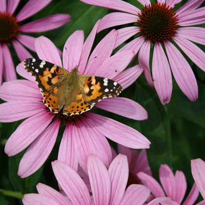 Other Types Of Flower Bulbs Purpurfärgad Solhatt - Set Om 10 - Echinacea Purpurea - Rhizomer - Rosa