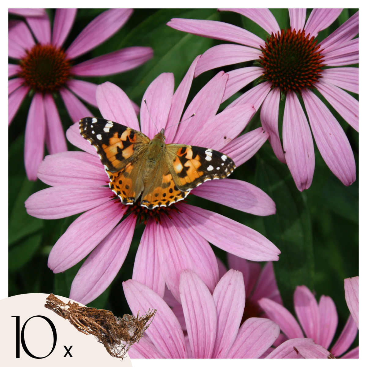 Other Types Of Flower Bulbs Purpurfärgad Solhatt - Set Om 10 - Echinacea Purpurea - Rhizomer - Rosa