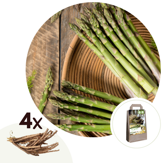 Florastore Grön Sparris - Set Om 4 - Asparagus 'Gijnlim' - Rhizomer - Grön