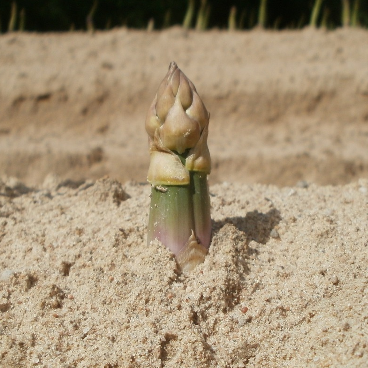 Florastore Grön Sparris - Set Om 4 - Asparagus 'Gijnlim' - Rhizomer - Grön