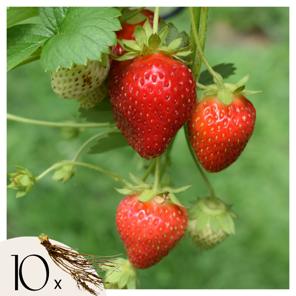 Florastore Jordgubbsplanta - Set Om 10 - Fragaria Elsanta - Rhizomer - Röd