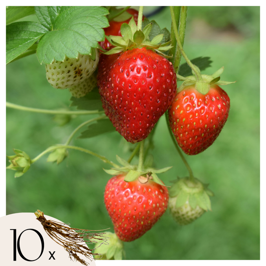 Florastore Jordgubbsplanta - Set Om 10 - Fragaria Elsanta - Rhizomer - Röd