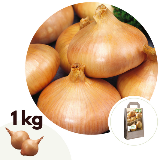 Florastore Lök - Set Om 15 - Onions 'Stuttgarter Riesen' - Blomlökar - Grön