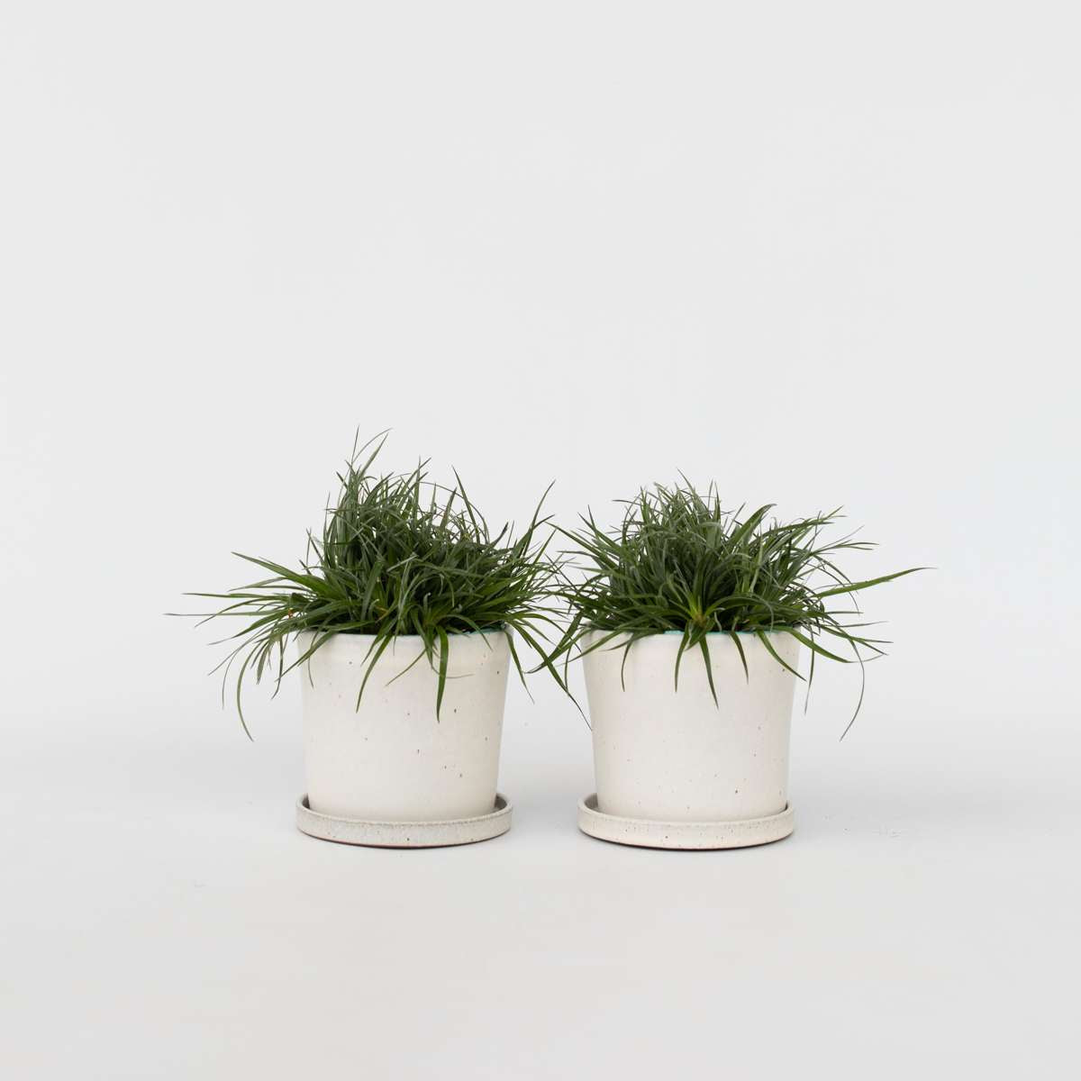 Florastore Fascicularias - Set Om 2 - Fascicularia - Höjd 20-30Cm - ⌀13Cm