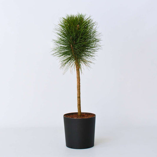 Other Garden Plants Parasolgran - Pinus 'Summer Breeze' - Höjd 70-80Cm - ⌀24Cm