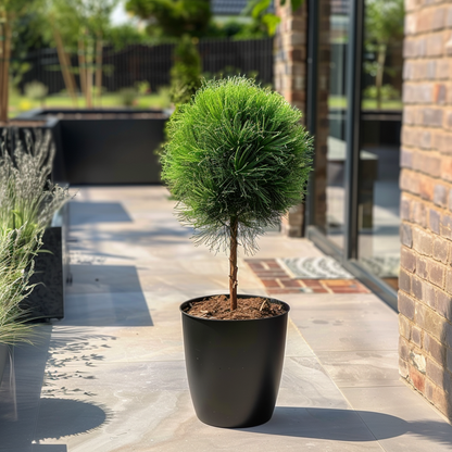 Other Garden Plants Parasolgran - Pinus 'Summer Breeze' - Höjd 70-80Cm - ⌀24Cm