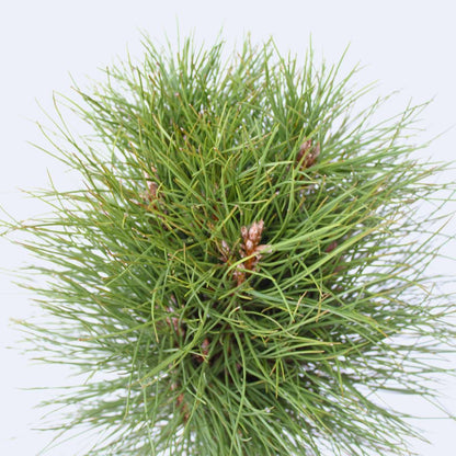 Other Garden Plants Parasolgran - Pinus 'Summer Breeze' - Höjd 70-80Cm - ⌀24Cm