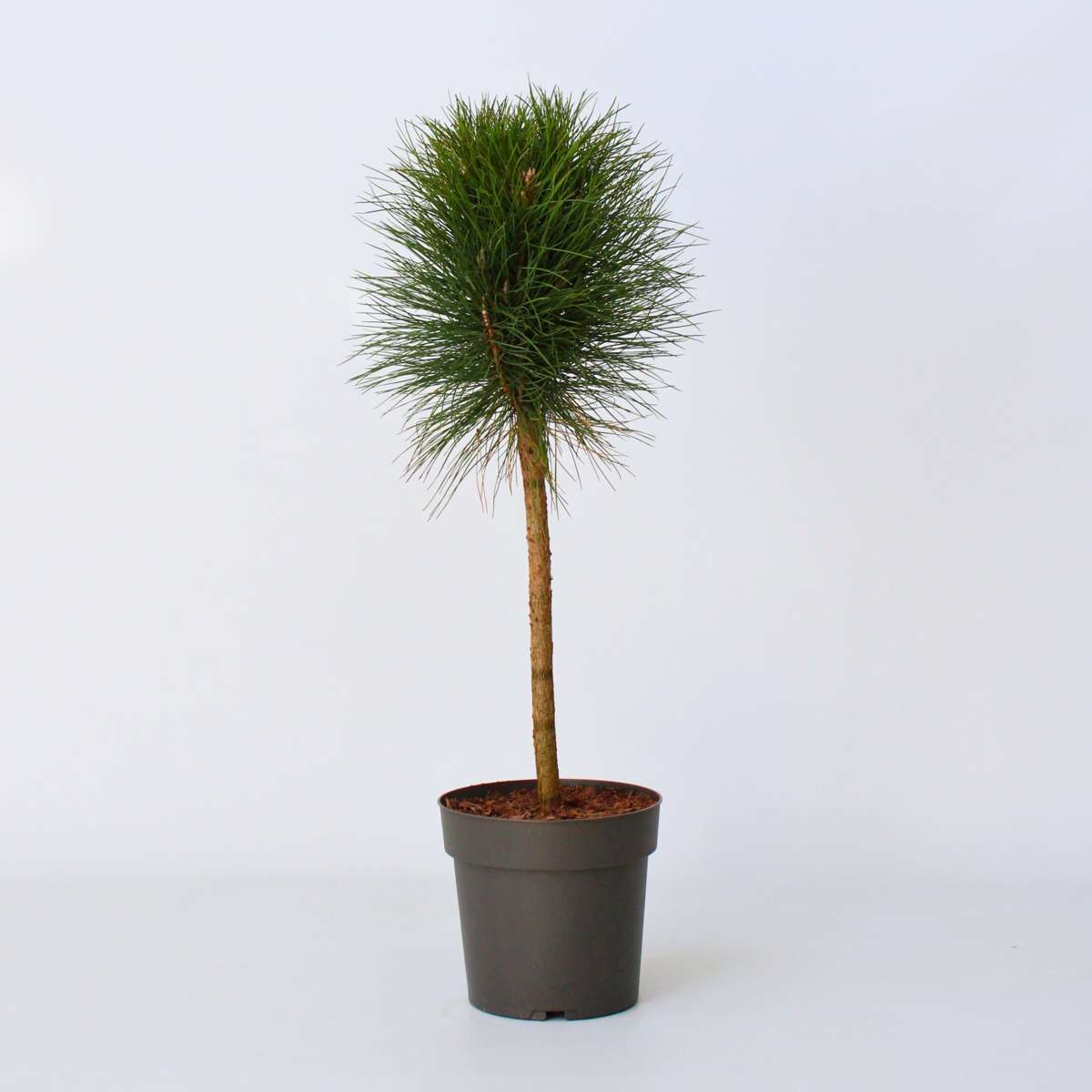 Other Garden Plants Parasolgran - Pinus 'Summer Breeze' - Höjd 70-80Cm - ⌀24Cm