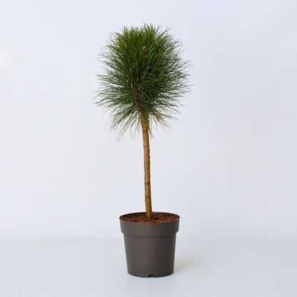 Other Garden Plants Parasolgran - Pinus 'Summer Breeze' - Höjd 70-80Cm - ⌀24Cm